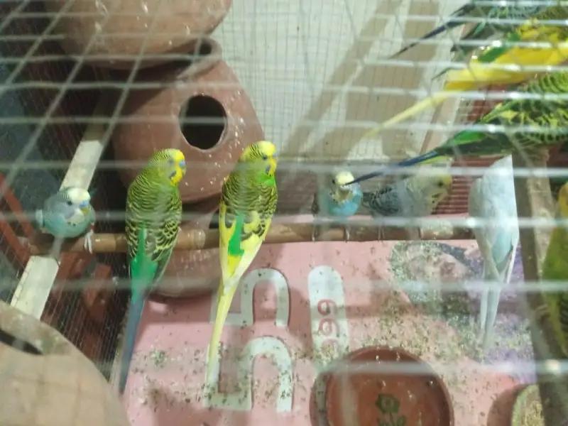 Budgies colony for sale — photo 5