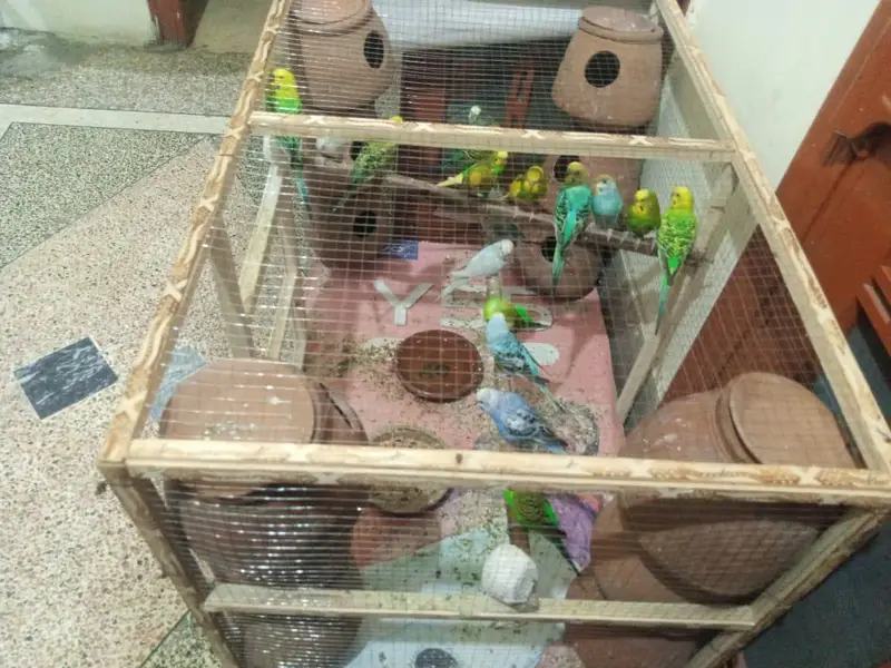 Budgies colony for sale — photo 6