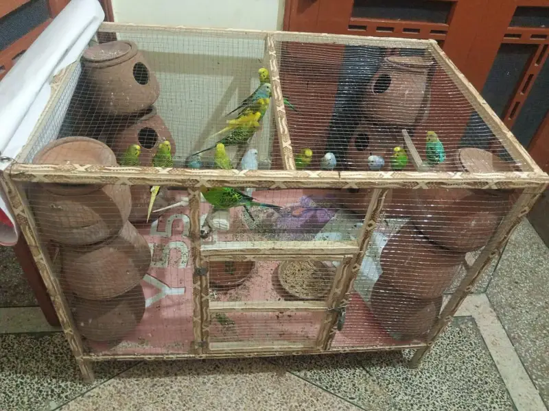 Budgies colony for sale — photo 7