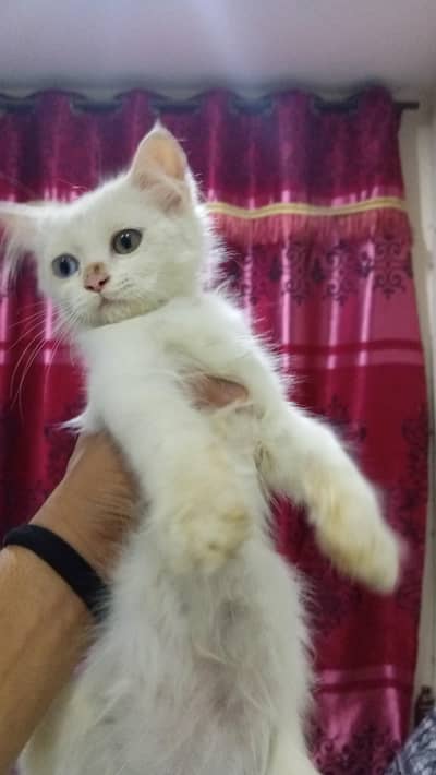 male cat Old eye green and blue