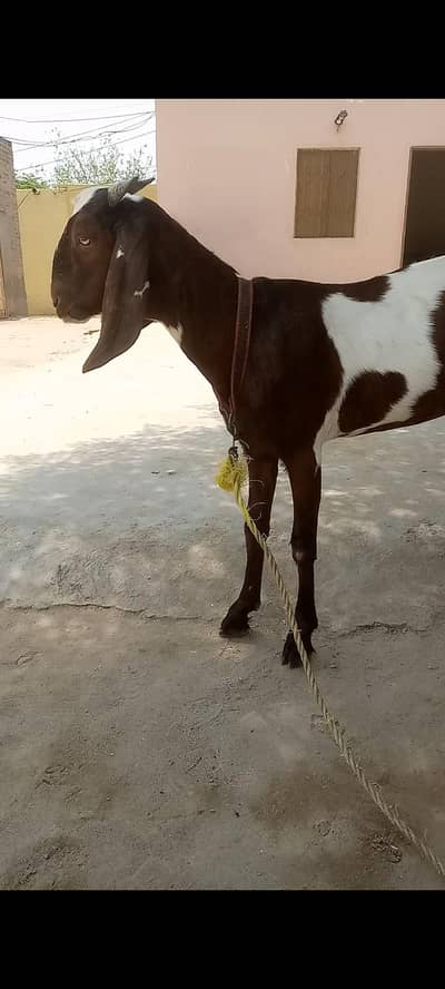 path for sale location chakwal