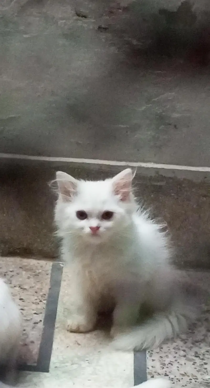Persian triple coat kittens. — photo 2