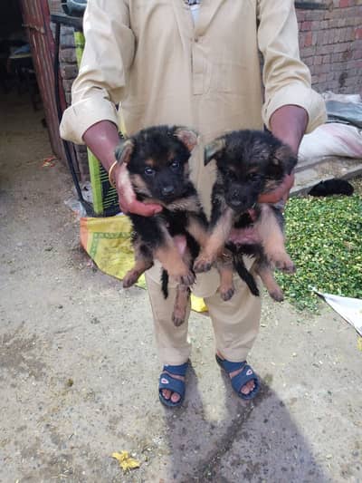 Black & Black&Tan male and females puppies