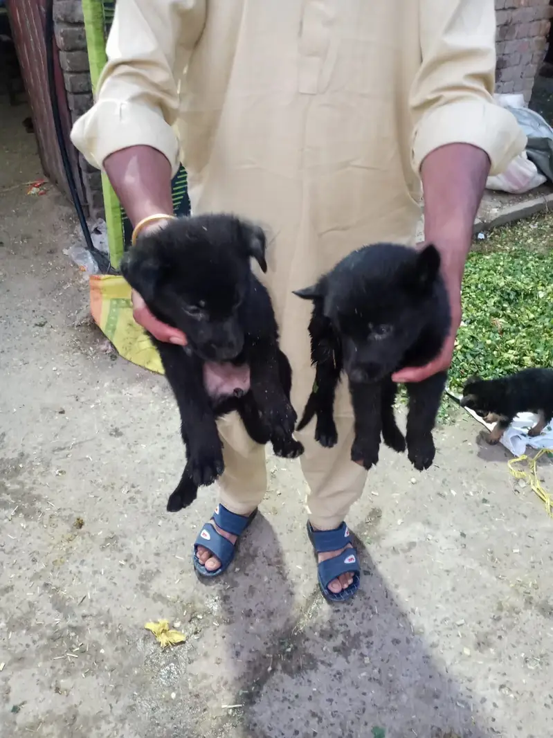 Black & Black&Tan male and females puppies — photo 2