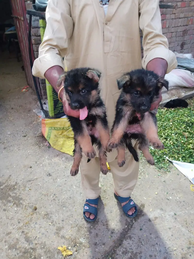 Black & Black&Tan male and females puppies — photo 3