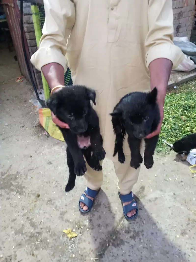 Black & Black&Tan male and females puppies — photo 4