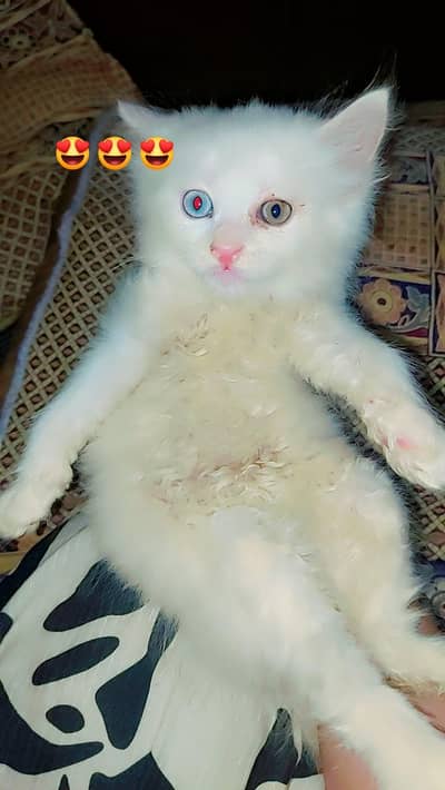 Persian triple coat kittens odd eyes blue eyes
