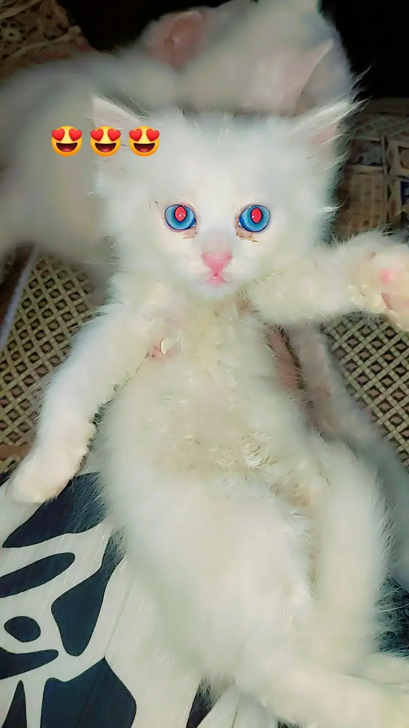 Persian triple coat kittens odd eyes blue eyes — photo 2
