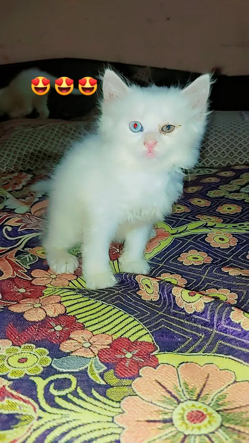 Persian triple coat kittens odd eyes blue eyes — photo 3