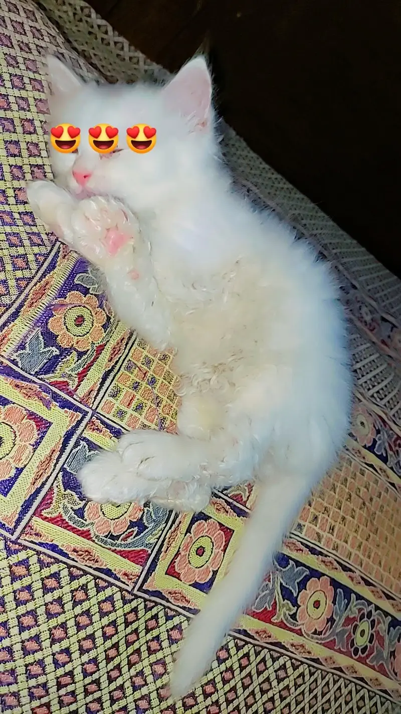 Persian triple coat kittens odd eyes blue eyes — photo 8