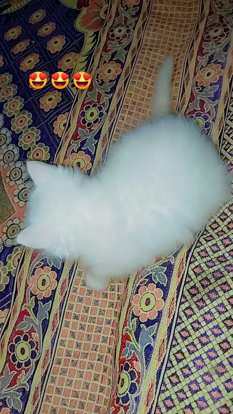Persian triple coat kittens odd eyes blue eyes — photo 9