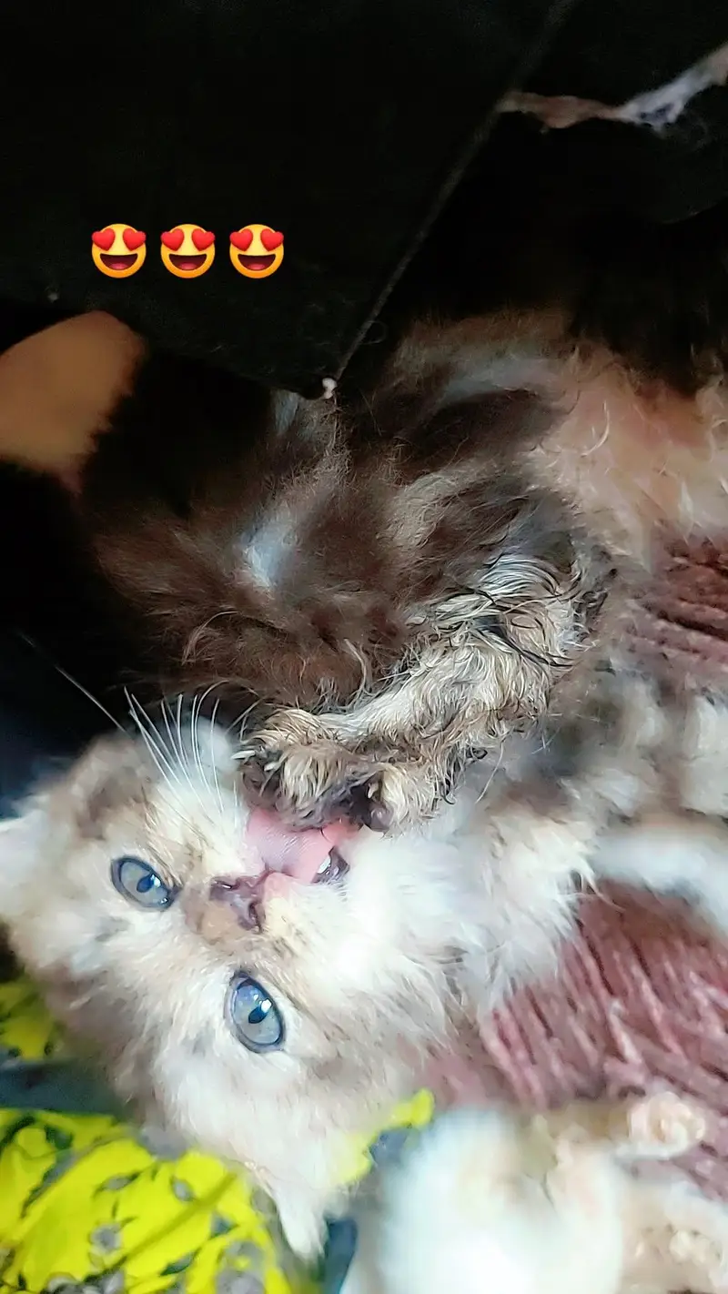 Persian triple coat kittens odd eyes blue eyes — photo 11