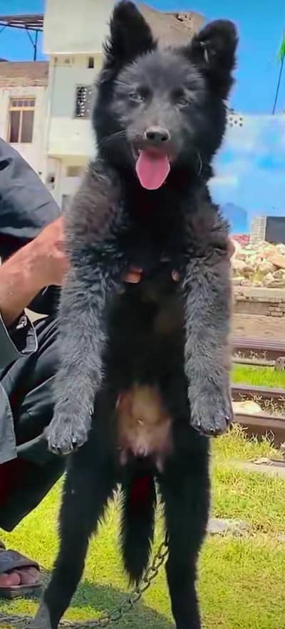 German shepherd puppies for sale healthy