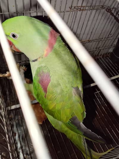 Raw Parrot Male Talking + Hand Tame