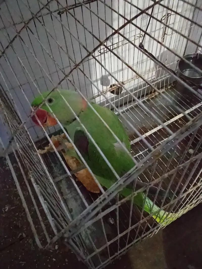 Raw Parrot Male Talking + Hand Tame — photo 2