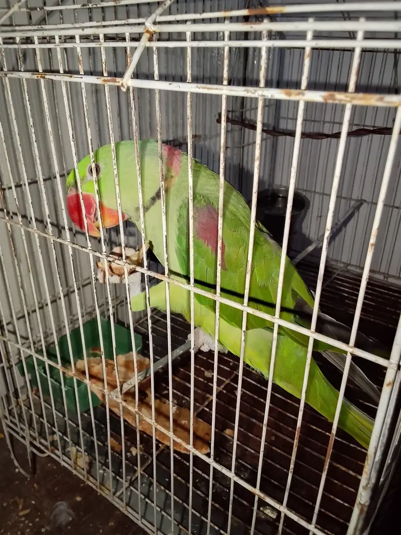 Raw Parrot Male Talking + Hand Tame — photo 3