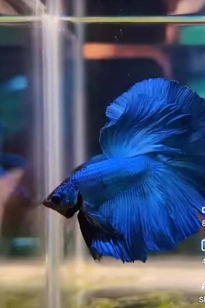 full moon rare blue betta