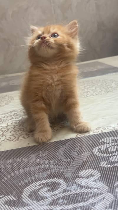 Persian kitten