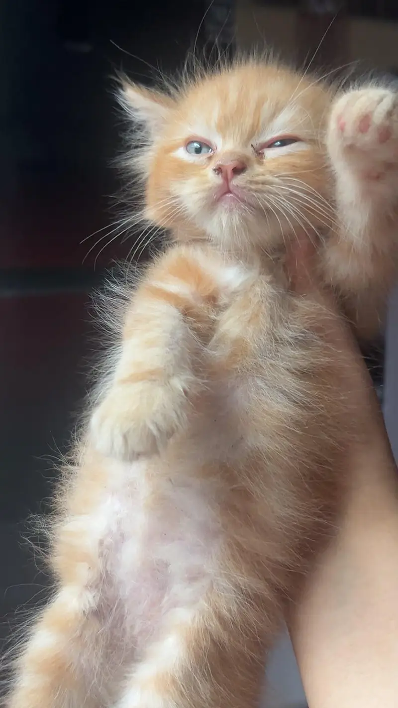 Persian kitten — photo 2
