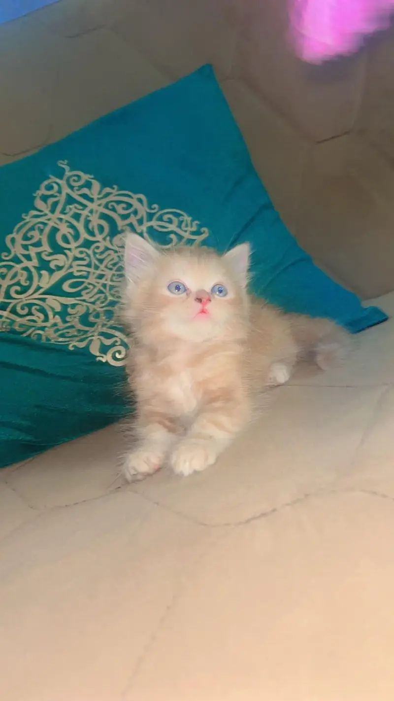 Persian kitten — photo 3