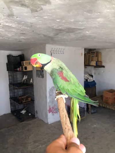 raw parrot male