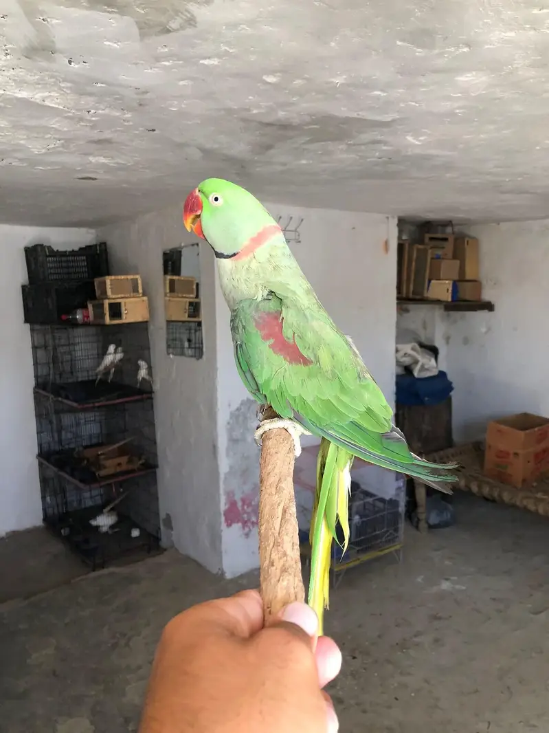 raw parrot male — photo 2