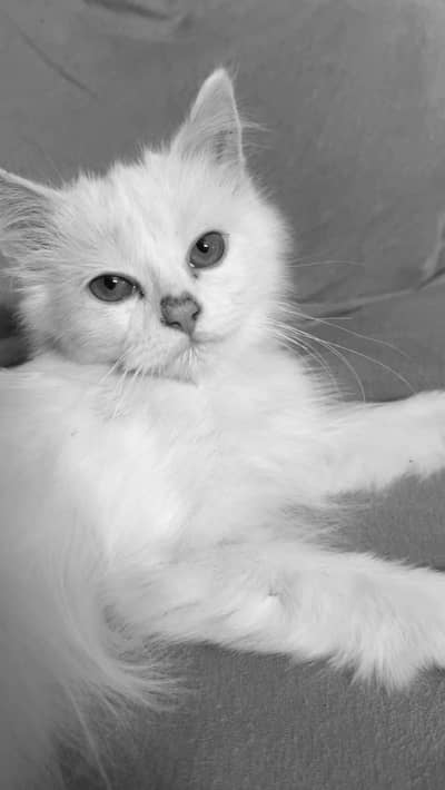 White persian male cat