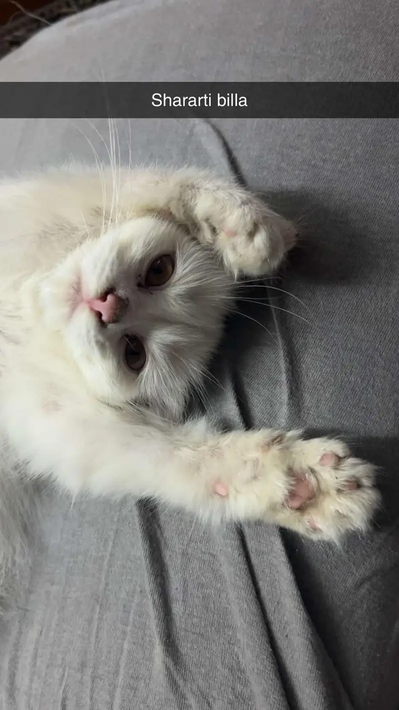 White persian male cat — photo 3