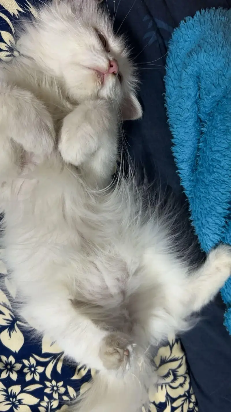 White persian male cat — photo 4