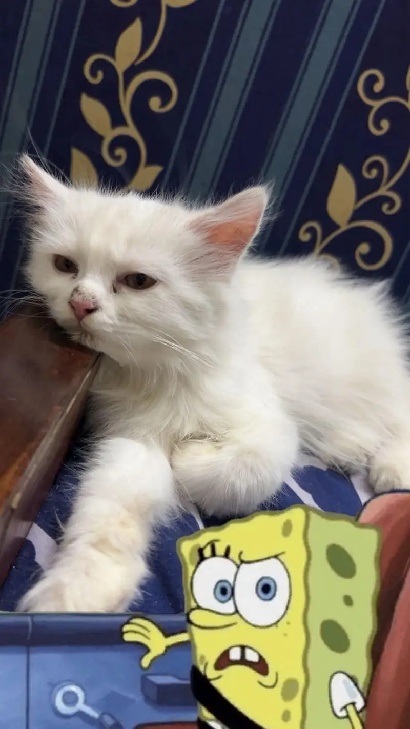White persian male cat — photo 5
