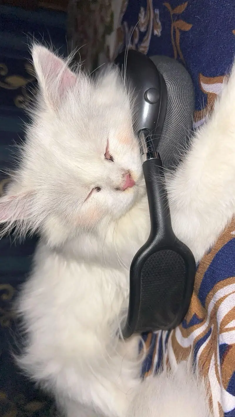 White persian male cat — photo 6