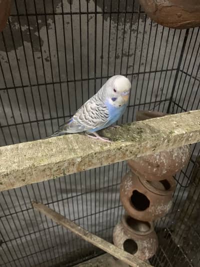 Budgie Dun Fallow Breeder Pair | Healthy & Proven Pair