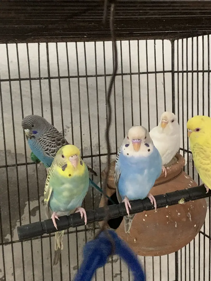 Budgie Dun Fallow Breeder Pair | Healthy & Proven Pair — photo 2