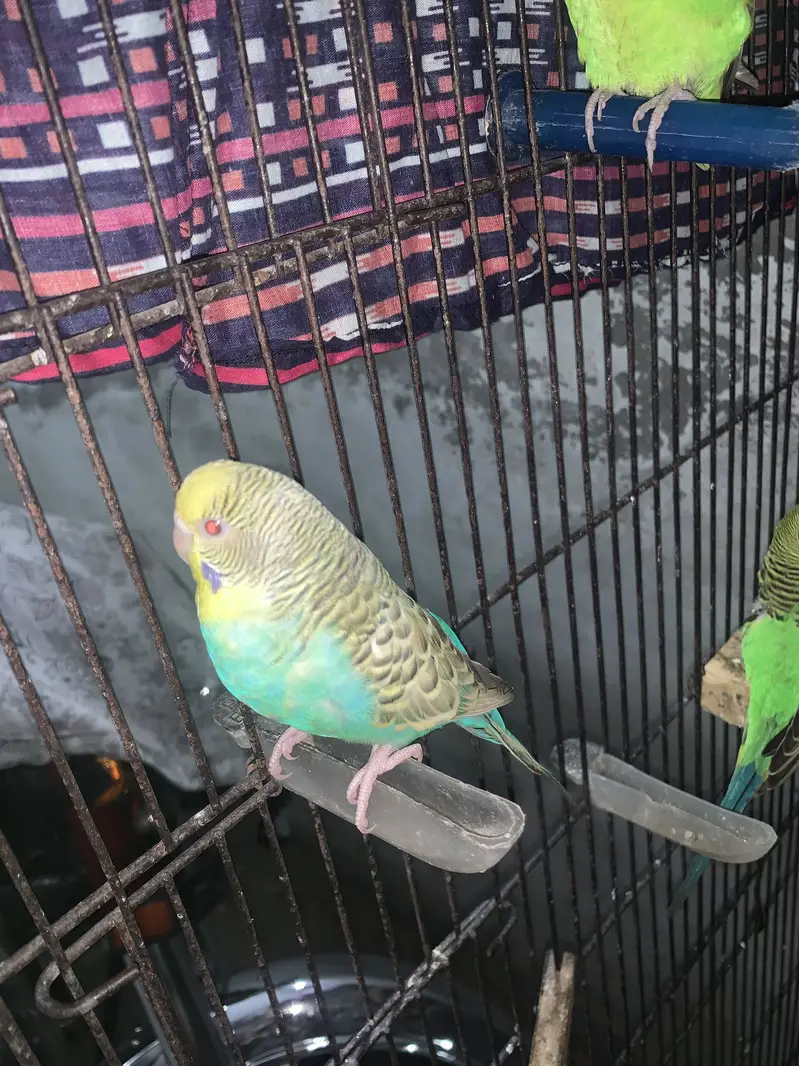 Budgie Dun Fallow Breeder Pair | Healthy & Proven Pair — photo 3