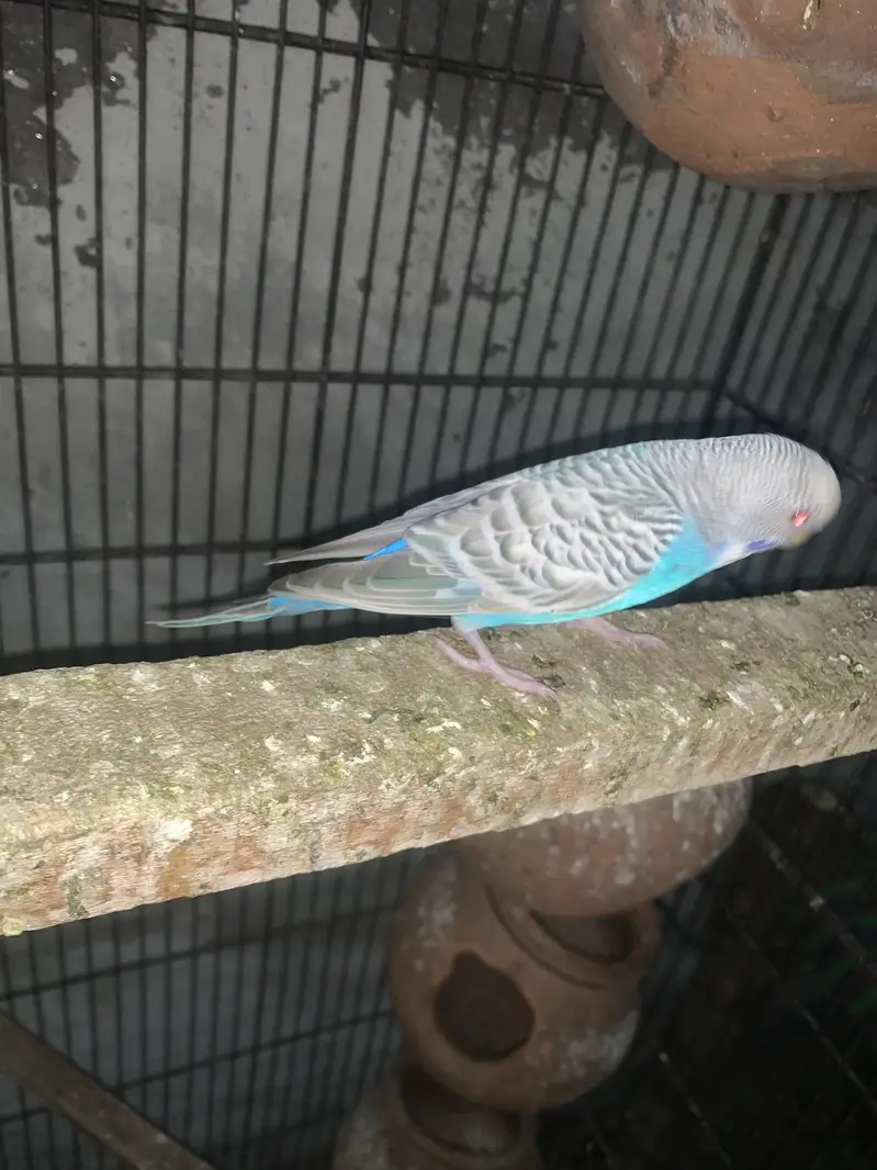 Budgie Dun Fallow Breeder Pair | Healthy & Proven Pair — photo 4