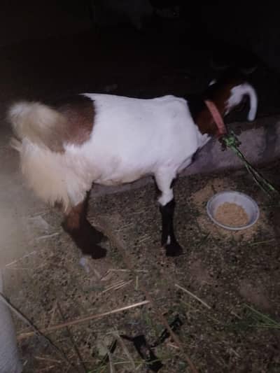 teddi bakra 25000