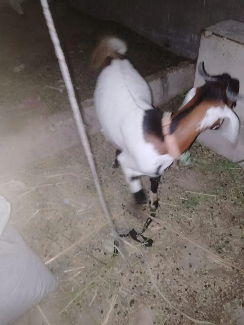teddi bakra 25000 — photo 3