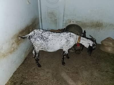 makha chini bakri he Danton me 8 howi he 4 mahine ki gabban he