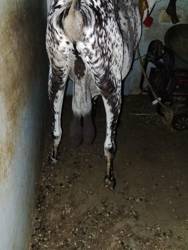 makha chini bakri he Danton me 8 howi he 4 mahine ki gabban he — photo 2
