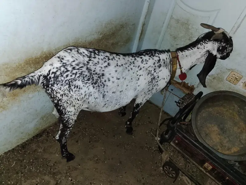 makha chini bakri he Danton me 8 howi he 4 mahine ki gabban he — photo 3