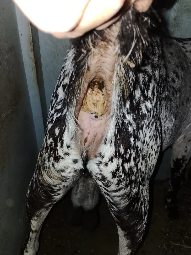 makha chini bakri he Danton me 8 howi he 4 mahine ki gabban he — photo 4