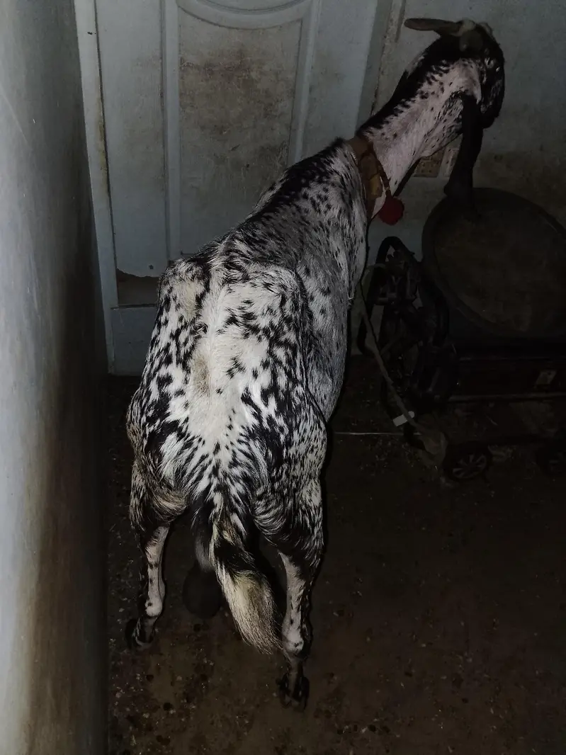 makha chini bakri he Danton me 8 howi he 4 mahine ki gabban he — photo 5