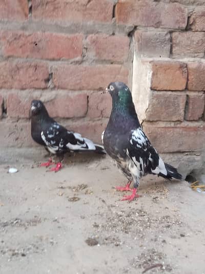 Rampuri pair for sale