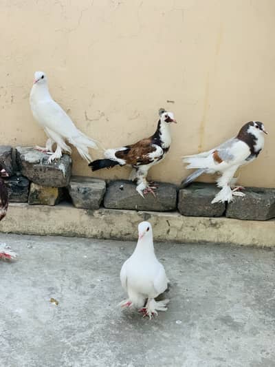 Pigeons for sale