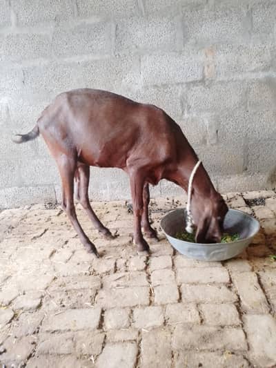 beetle bakri for sale