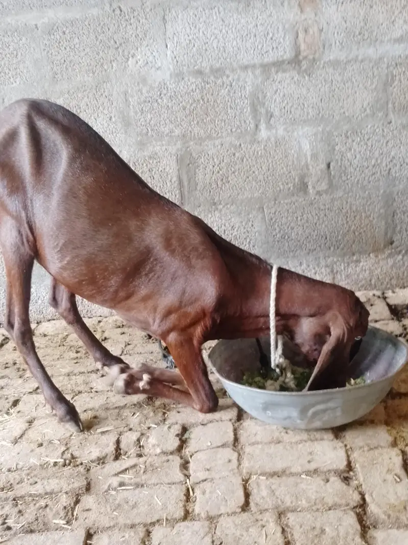beetle bakri for sale — photo 2