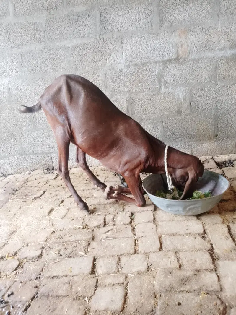 beetle bakri for sale — photo 3