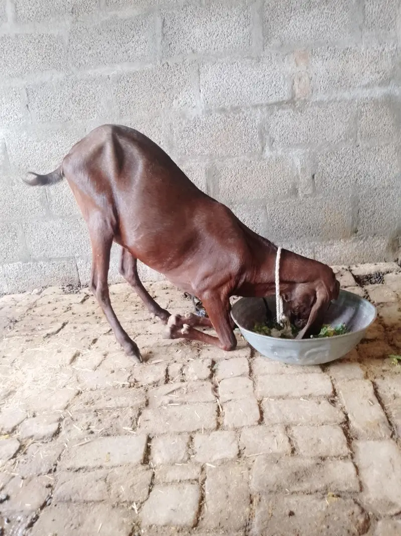 beetle bakri for sale — photo 4