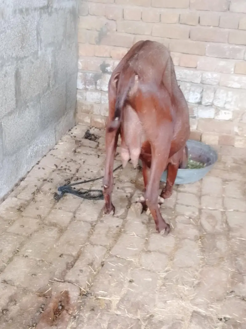 beetle bakri for sale — photo 5