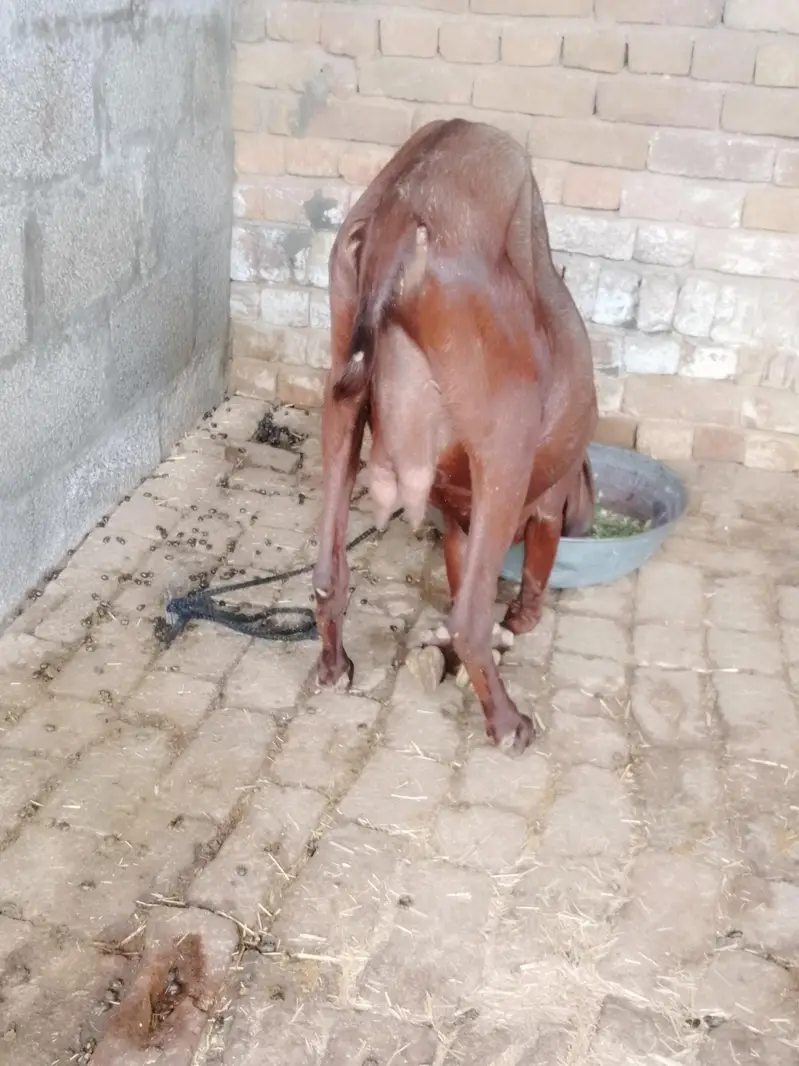 beetle bakri for sale — photo 6